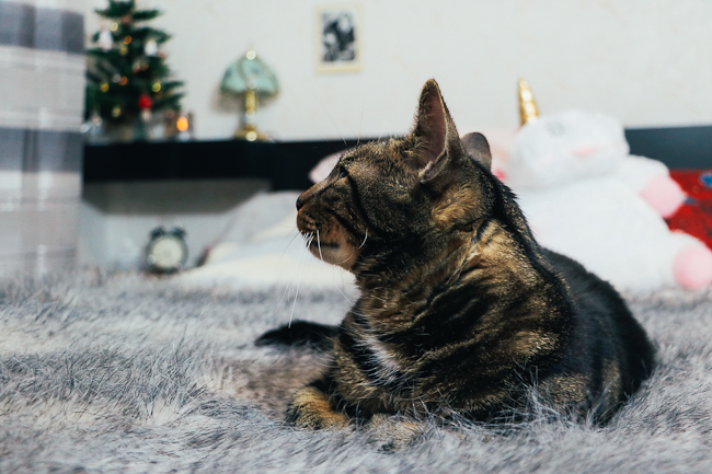 lazing_noel-1-3