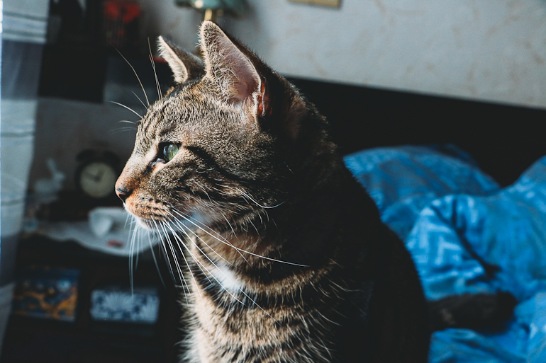 Adopter_Chat-4