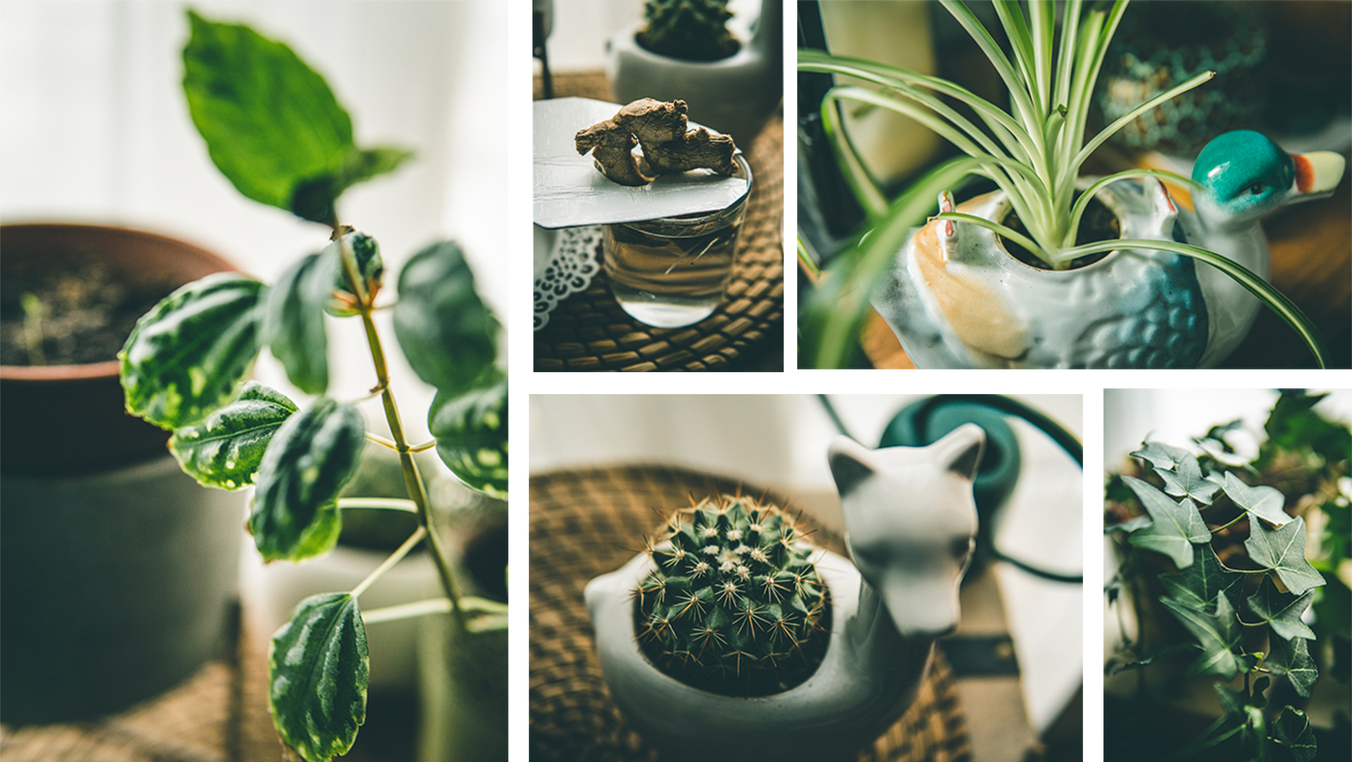 Pause Bucolique avec Ma Collection de Plantes
